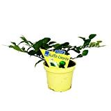 Kaffir lime - Citrus hystrix - 1 plant - Kaffir lime spice plant
