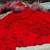 Kalash Nuova 100 pezzi perenne Timo serpillo Sementi delle piante per giardinaggio rosso