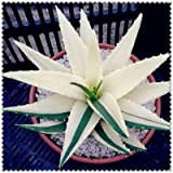 Kalash Nuova 100 pezzi Succulente Aloe Vera semi di piante per giardinaggio bianco