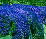 Kalash Nuova 100 pezzi Timo serpillo seme di fiore perenne per il blu giardinaggio