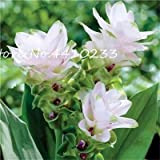 Kalash nuovi 100 pezzi semi di fiori Curcuma per Giardinaggio bianco