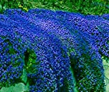Kalash Nuovi 100pcs semi di fiori Timo serpillo per Giardinaggio Blu 1
