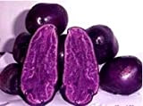 Kalash Nuovo 100pcs patate da seme di verdura a viola scuro Gardening