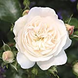 Kastelruther Spatzen Rose (Saphir) [Vaso Ø18cm]