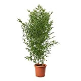 KENTIS - Bambusa Aurea - Bamboo Pianta Vera da Esterno - Piante per Giardino - Vaso Ø 24 cm