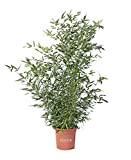 KENTIS - Bambusa Phyllostachys Bissetii - Bamboo Pianta Vera da Esterno - H 145-170 cm Vaso Ø 24 cm