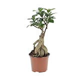 KENTIS - Bonsai Ficus Ginseng/Retusa - Pianta Vera in Vaso - Piante da Interno Vere - Vaso Ø 12 cm