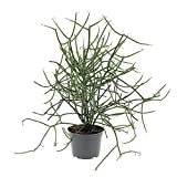 KENTIS - Euphorbia Tirucalli - Piante Grasse Vere da Interni - Pianta Succulenta - H 30-40 cm Ø 12 cm