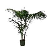 KENTIS - Howea Forsteriana Kentia - Palma - Piante da Interno Vere - Pianta Tropicale da Appartamento H 170-180 cm ...