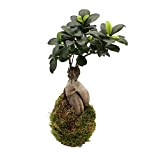KENTIS - Kokedama Ficus Ginseng - Piante Vere da Interno - Pianta Decorativa Ornamentale da Appartamento - Idea Regalo Compleanno ...