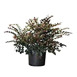 KENTIS - Loropetalum Chinensis Black Pearl ® - Piante da Esterno Vere Sempreverdi - H 50-60 cm Vaso Ø 24 ...