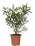 KENTIS - Nerium Oleander Bianco - Oleandro Pianta Vera da Esterno - H 80-100 cm Vaso Ø 24 cm