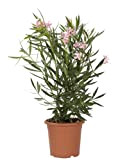 KENTIS - Nerium Oleander Rosa - Oleandro Pianta Vera da Esterno - H 80-100 cm Vaso Ø 24 cm