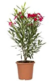 KENTIS - Nerium Oleander Rosso - Oleandro Pianta Vera da Esterno - Altezza 80/100 cm Vaso Ø 24 cm