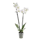 KENTIS - Orchidea Phalaenopsis Bianca - Piante Vere da Interno Fiorite - H 60-70 cm Vaso Ø 12 cm