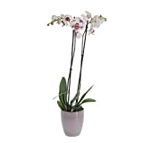 KENTIS - Orchidea Phalaenopsis Bicolore - Piante da Interno Vere Fiorite - H 60-70 cm Vaso Ø 12 cm