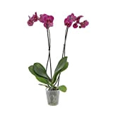 KENTIS - Orchidea Phalaenopsis Fucsia - Piante Vere da Interno Fiorite - H 60-70 cm Vaso Ø 12 cm