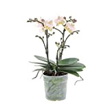KENTIS - Orchidea Vera Pianta Profumata Rara - Phalaenopsis Aromio - Piante da interno Fiorite - Vaso Ø 12 cm