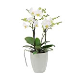 KENTIS - Orchidea Vera Pianta Rara - Phalaenopsis Boquetto Bianca - Piante da interno Fiorite - Vaso Ø 12 cm