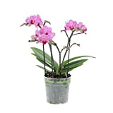 KENTIS - Orchidea Vera Pianta Rara - Phalaenopsis Boquetto Fucsia - Piante da interno Fiorite - Vaso Ø 12 cm