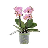 KENTIS - Orchidea Vera Pianta Rara - Phalaenopsis Boquetto Rosa - Piante da interno Fiorite - Vaso Ø 12 cm