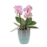 KENTIS - Orchidea Vera Pianta Rara - Phalaenopsis Boquetto Rosa - Piante da interno Fiorite - Vaso Ø 12 cm