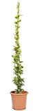 KENTIS - Rhyncospermum Jasminoides - Piante Rampicanti Vere da Esterno Sempreverdi - Altezza 220 cm Vaso Ø 22 cm