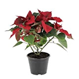 KENTIS - Stella di Natale Rossa - Pianta vera da Interno Decorazione Natalizia - Euphorbia Pulcherrima - Idea Regalo Natale ...