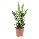 KENTIS - Zamioculcas Zamiifolia - Piante Vere da Interni - Purifica Aria - H 50-60 cm Vaso Ø 17 cm