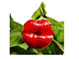 KINGDUO Egrow 100Pcs Labbra Rosse Fiore Sexy Bacio Rosy Lip Piante Giardino Bonsai Psychotria Elata Seeds