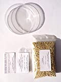 Kit per la germinazione grande e consolda – fai da te consolda Petri Vermiculite – Kit germinazione Comfrey – DIY