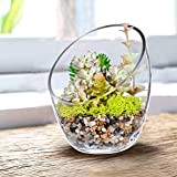 KNIKGLASS Vaso in vetro trasparente, ciotola a bolle di taglio inclinato, ciotola di pesce e terrario per piante, vaso rotondo ...