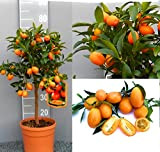 Kumquat agrume mandarino cinese vaso 24 3 anni pianta con frutti maturi