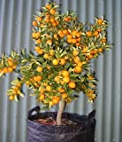 Kumquat piccoli frutti del cuscinetto dell'albero 100 semi indoor/outdoor