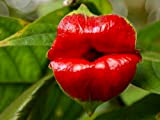 Labbra rosse Semi di fiore raro semi di fiori Vasi di fiori Psychotria Elata 100 pc/bag