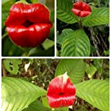(Labbra Sexy2 DD * Ambizu *) 200pcs 2015 Fiori Vasi Fioriere Psychotria Elata Fiori di labbra Seeds