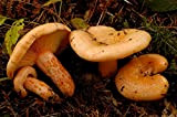 Lactarius Deliciosus - Mycelium - Fungi Forest - Coltiva i tuoi funghi!