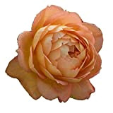 Lady Of Shallot®, rosa viva di Rose Barni®, rosa in vaso English Roses®, fiori grandi a coppa , profumati, colore ...
