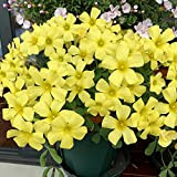 Lampadine di Oxalis gialle da 10 pezzi che amano il sole che tollerano la siccità Lampadine da fiore perenni che ...