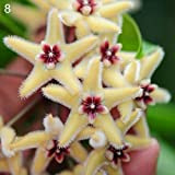 Lamta1k 300 Pz Colore Del Fiore di Colore Misto e Alto tasso di Sopravvivenza Semi di Hoya Palla Orchidea Giardino ...