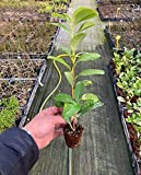 Lauroceraso"Prunus laurocerasus" 40 piante da siepe in vaso ø9 cm