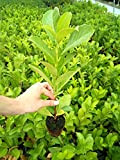 Lauroceraso"Prunus laurocerasus" pianta in vaso biodegradabile