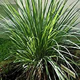 Lemongrass Seeds – East Indian Cymbopogon Flexuosus - Ornamental Grass Perennial Herb Seeds.