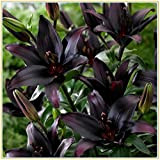 Lilium | Bulbi di gigli|Rari fiori neri e rossi/5 bulbi di giglio-nero