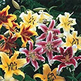 Lilium | Bulbi di giglio |Fiori estivi /Piantare bulbi a basso costo /Mazzi di fiori facili da coltie freschi-3bulbi