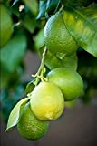 Lime"Citrus aurantifolia""Limetta messicana" pianta adulta in fitocella