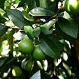 Lime o Limetta di Tahiti (Citrus x latifolia) [Vaso Ø20cm]