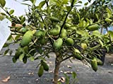 Limone Caviale "Citrus Australasica" Pianta Di Finger Lime Giallo In Vaso¸18 Cm