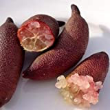 Limone caviale rosa - Finger lime (Microcitrus australasica) [Vaso Ø15cm]