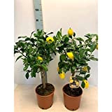 Limone lunario"Citrus limon" limone 4 stagioni pianta in vaso ø20 cm
